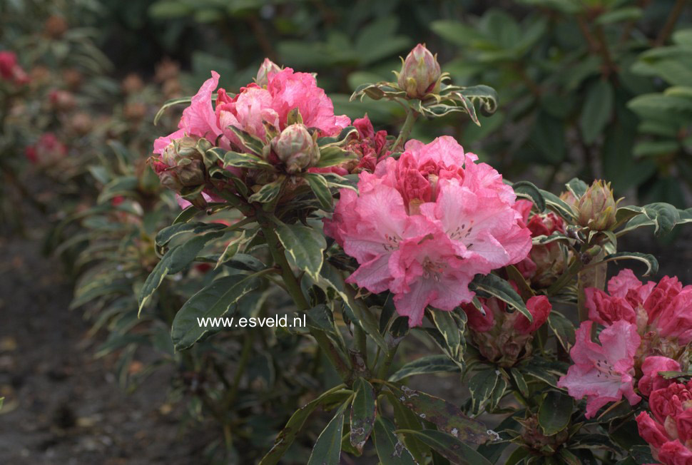 Rhododendron 'Japanese Silver'