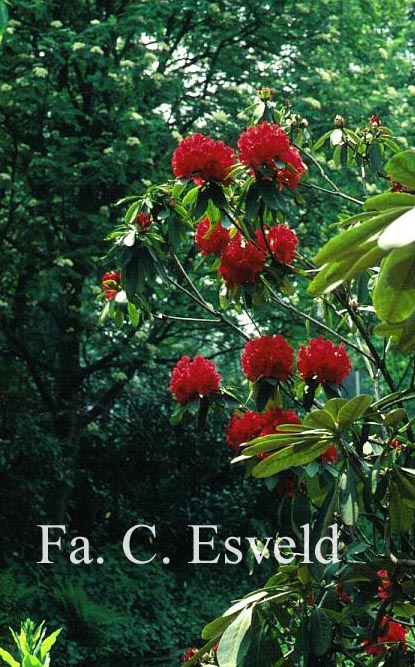 Rhododendron 'Jean Marie de Montague'