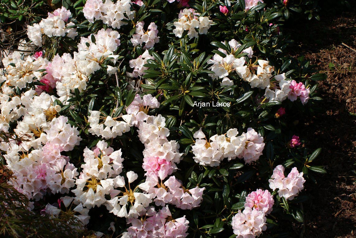 Rhododendron 'Kings Ride'