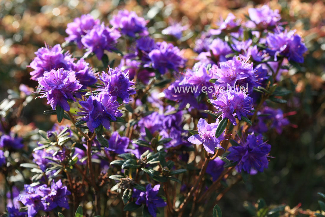 Rhododendron 'Lauretta'