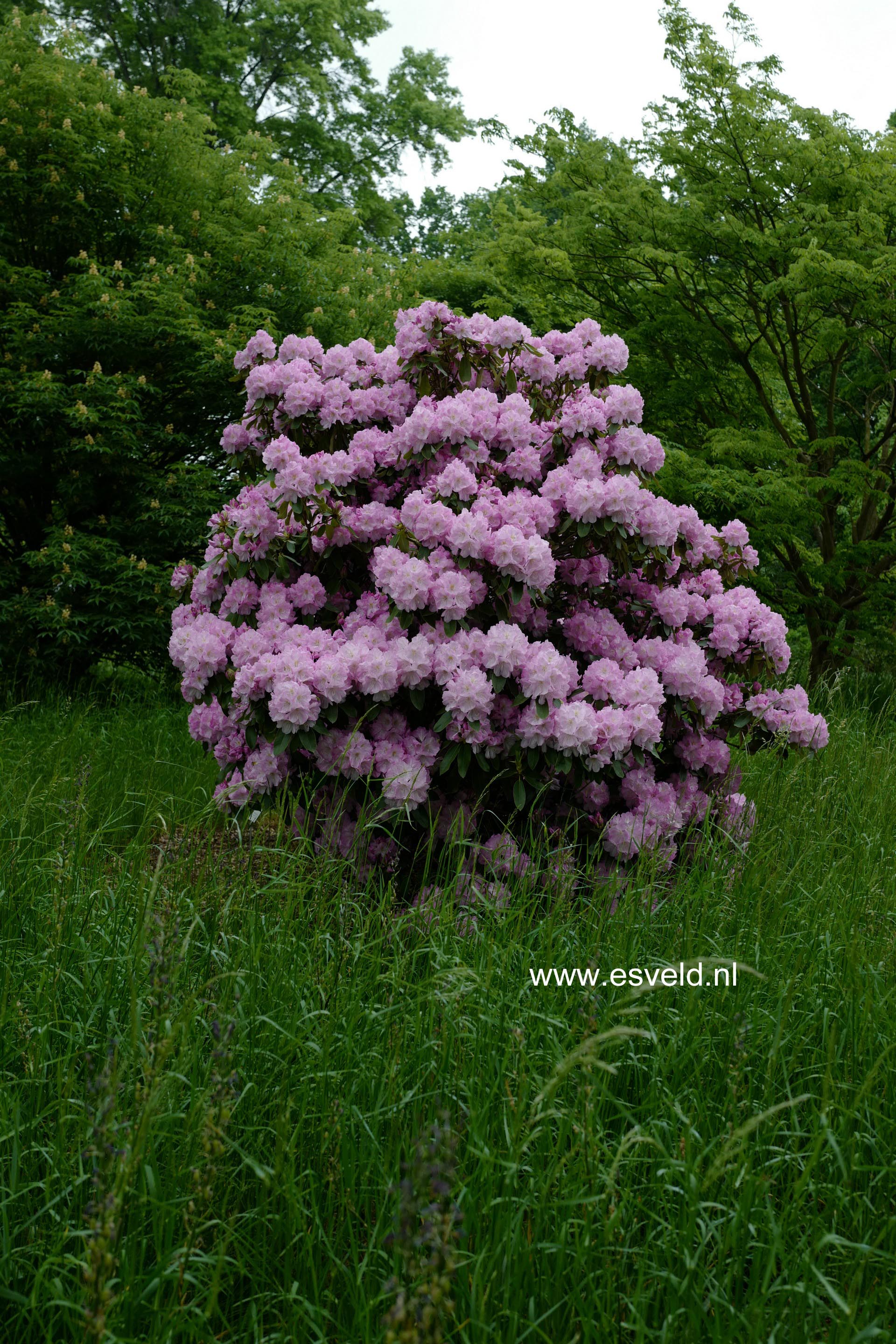 Rhododendron 'Lavender Girl'