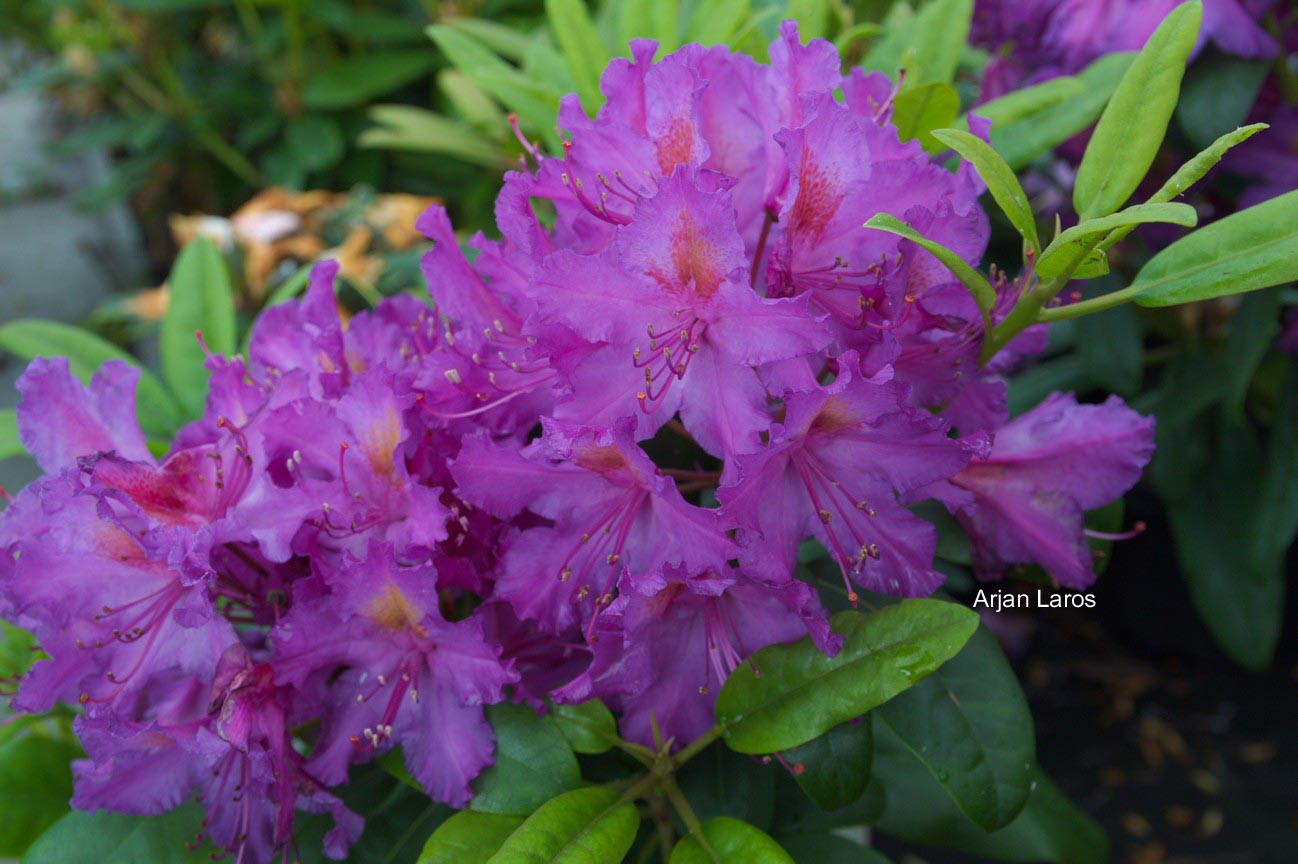 Rhododendron 'Libretto'