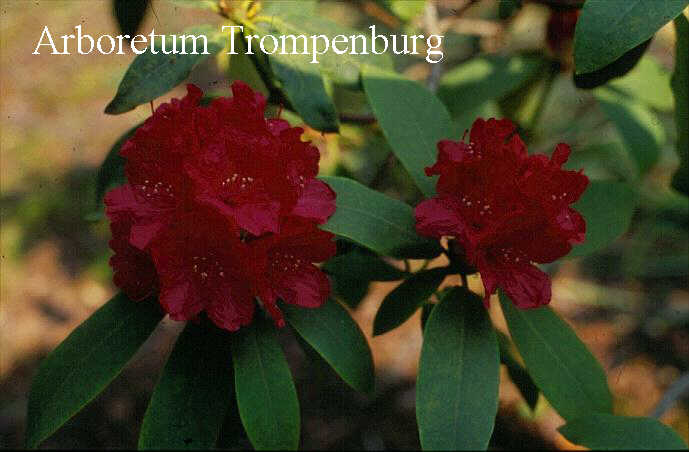 Rhododendron 'Lord Roberts'