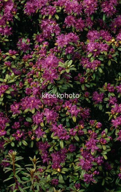 Rhododendron 'Louis Pasteur'