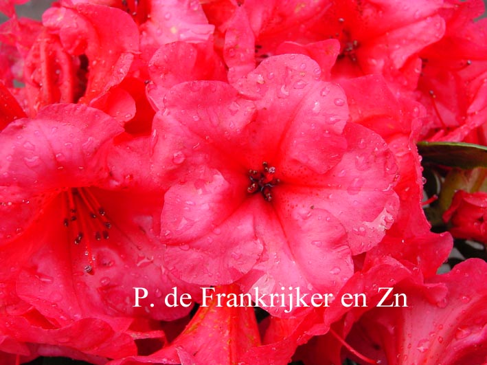 Rhododendron 'Lucie Brand'