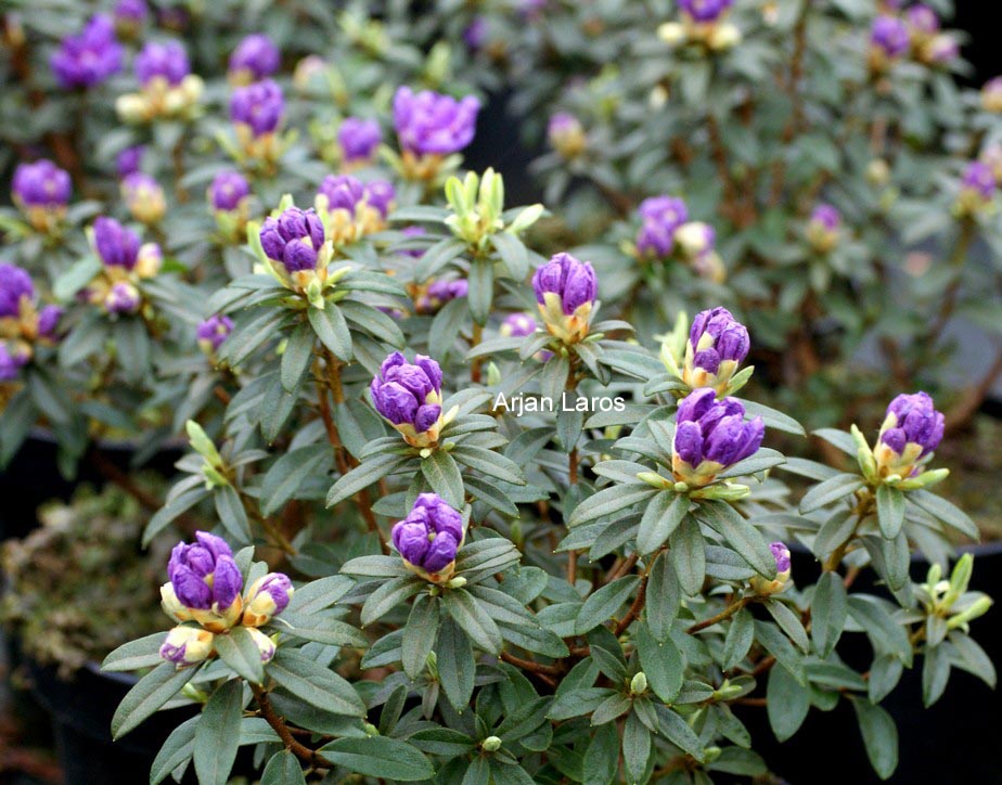 Rhododendron 'Luisella'