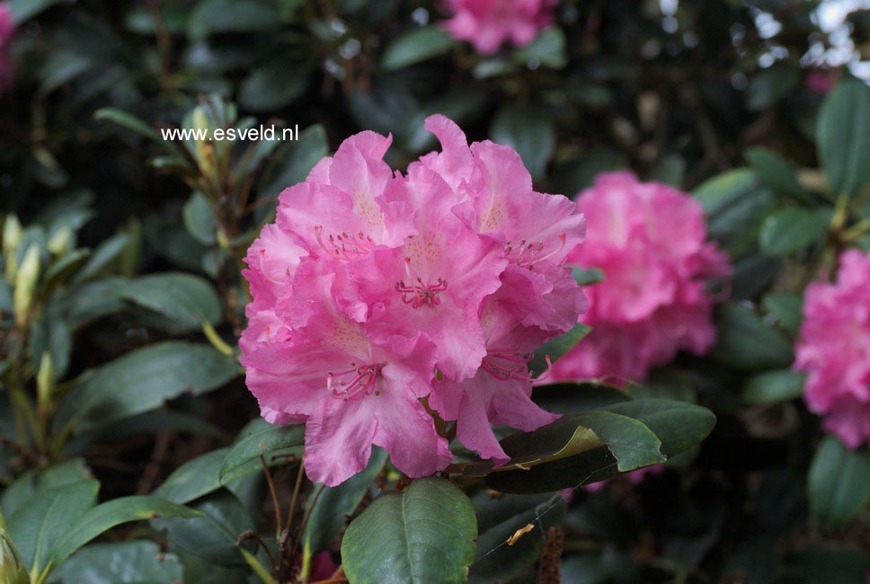 Rhododendron 'Lumina'