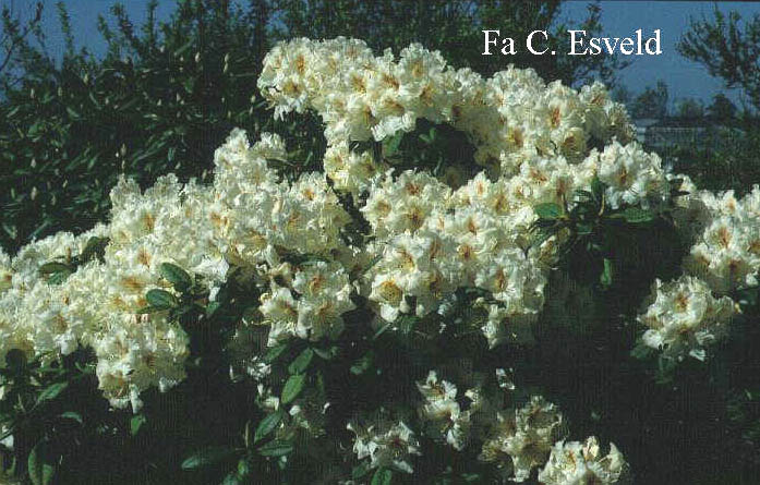 Rhododendron 'Maharani'