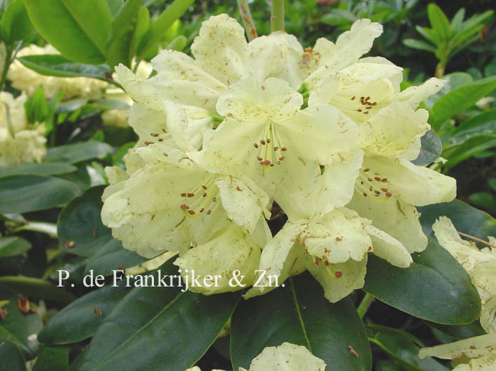 Rhododendron 'Marina'