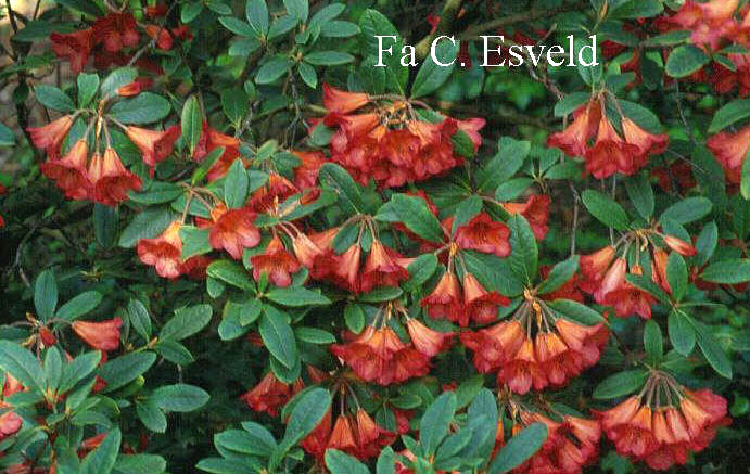 Rhododendron 'Medusa'