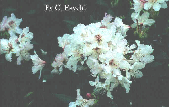 Rhododendron 'Melpomene'