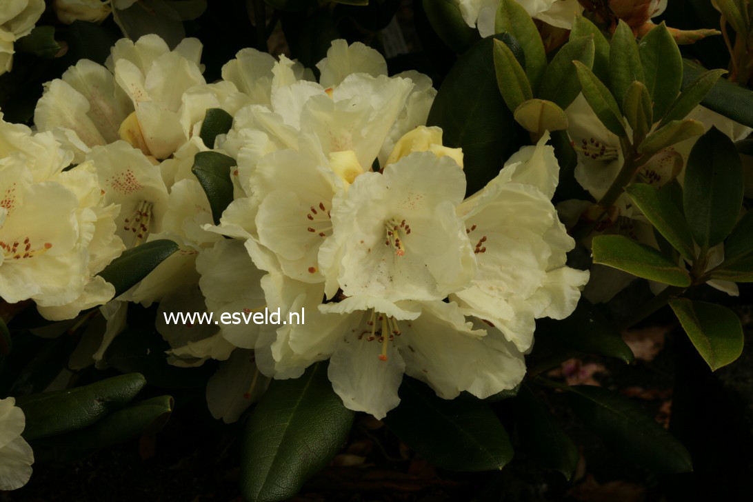 Rhododendron 'Millennium Gold'