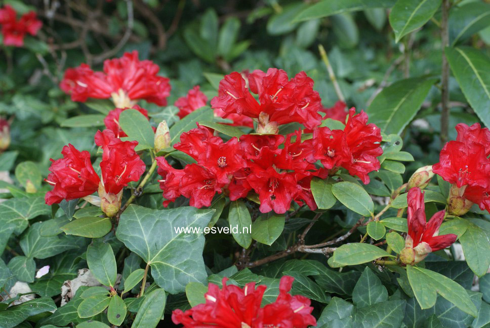 Rhododendron 'Monica'