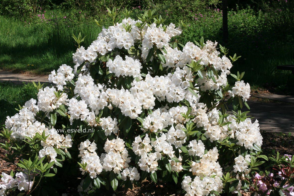 Rhododendron 'Mount Everest'