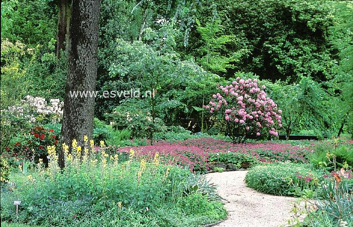 Rhododendron 'Mrs. Furnival'