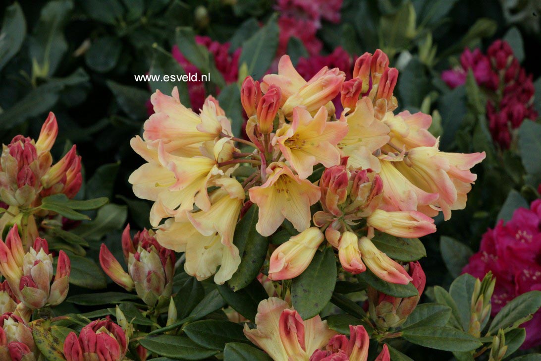 Rhododendron 'Nancy Evans'