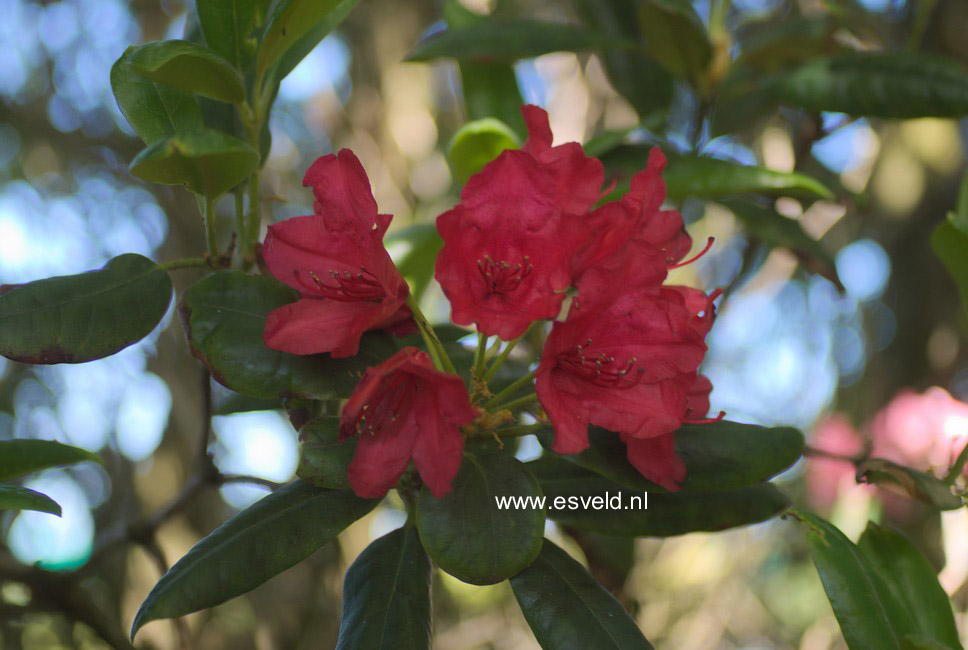 Rhododendron 'Nathalie'