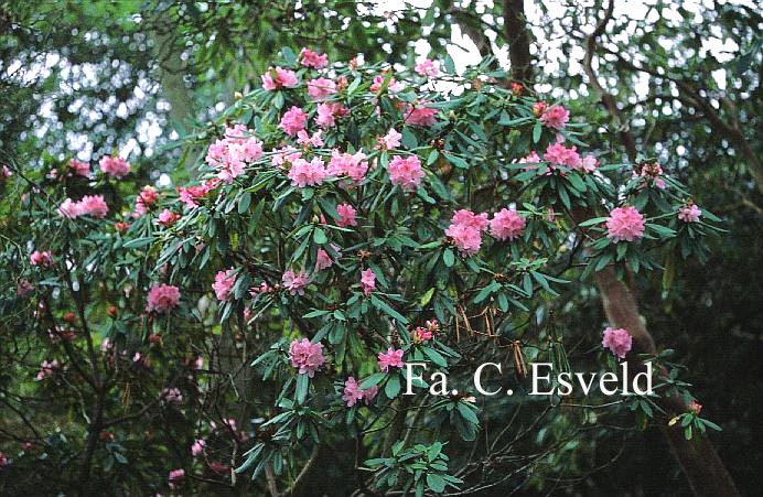 Rhododendron 'Nobleanum Venustum'