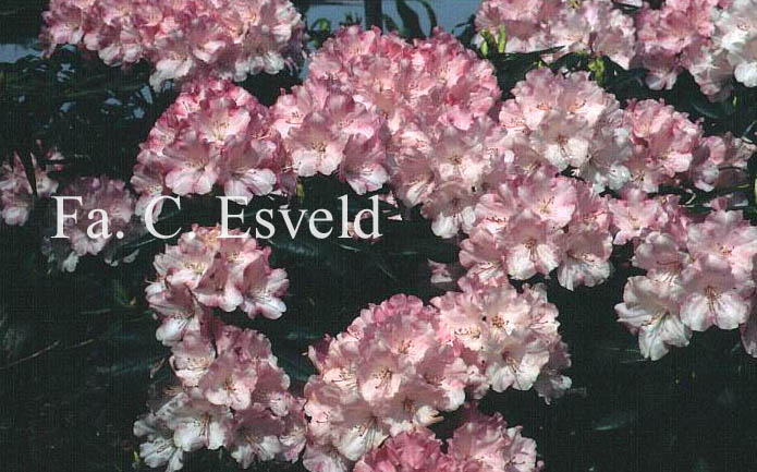 Rhododendron 'Papageno'