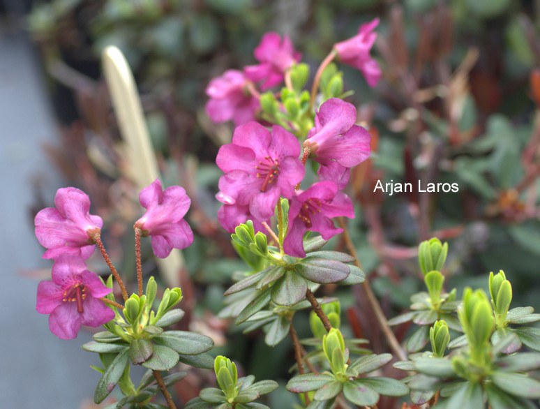 Rhododendron 'Patricia'