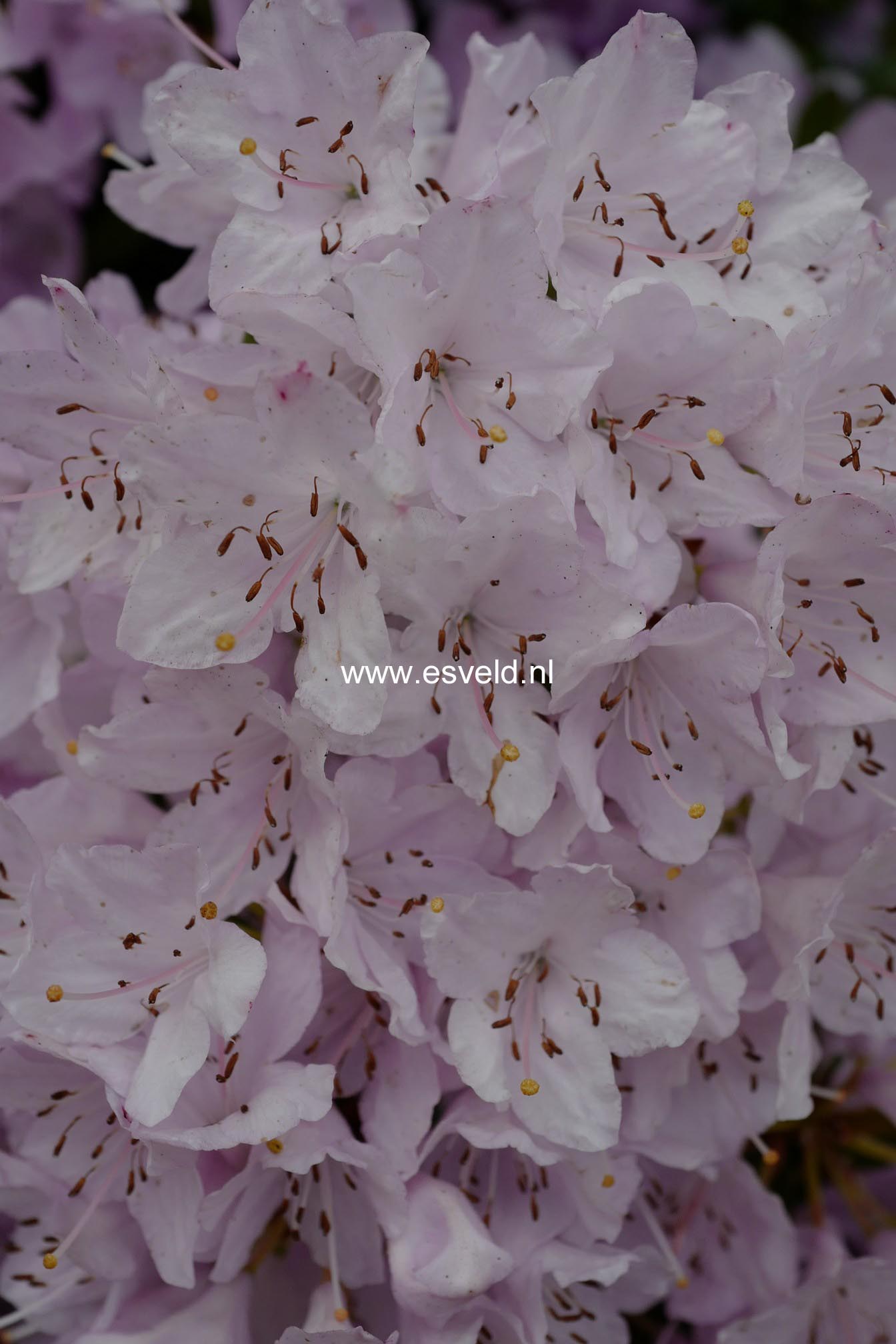 Rhododendron 'Phalarope'