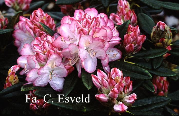 Rhododendron 'Picotee'