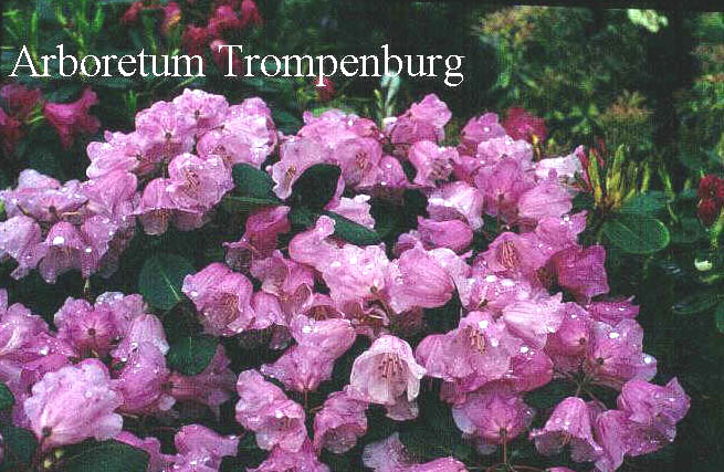Rhododendron 'Pink Pebble'