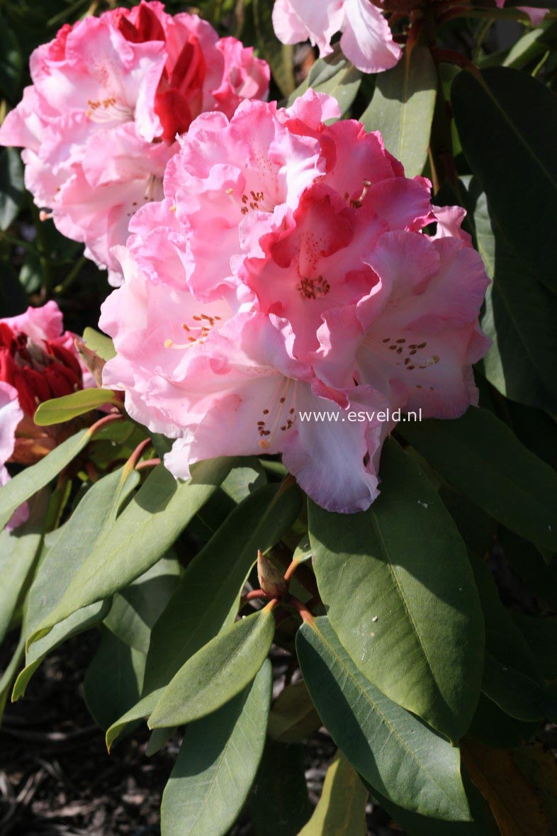 Rhododendron 'Pink Walloper'