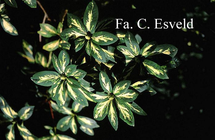 Rhododendron 'President Roosevelt'