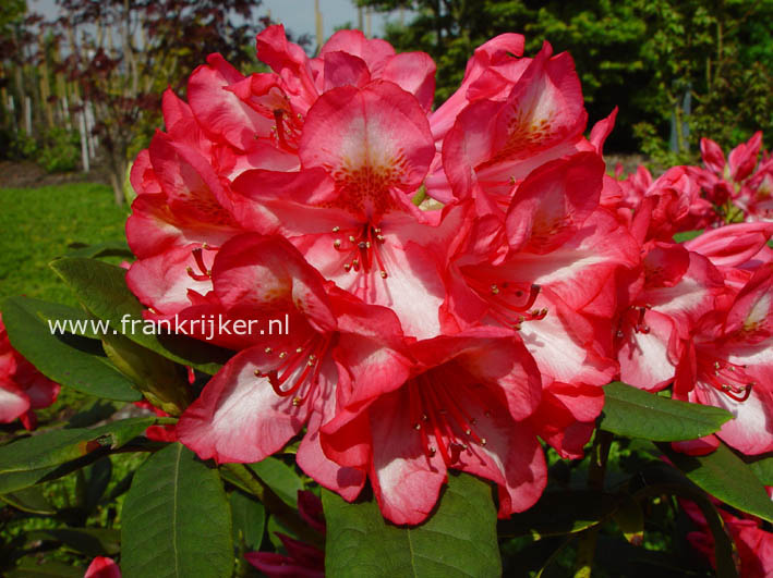 Rhododendron 'Prinz Karneval'