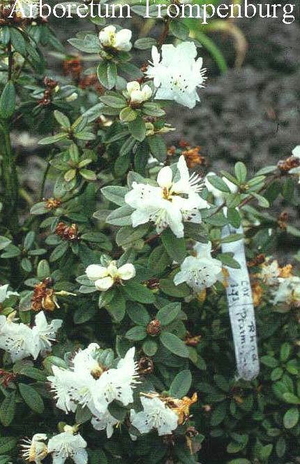 Rhododendron 'Ptarmigan'
