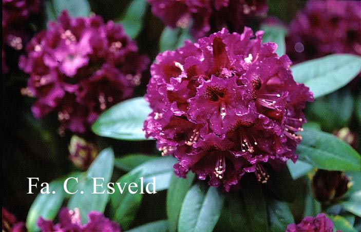 Rhododendron 'Purple Splendour'