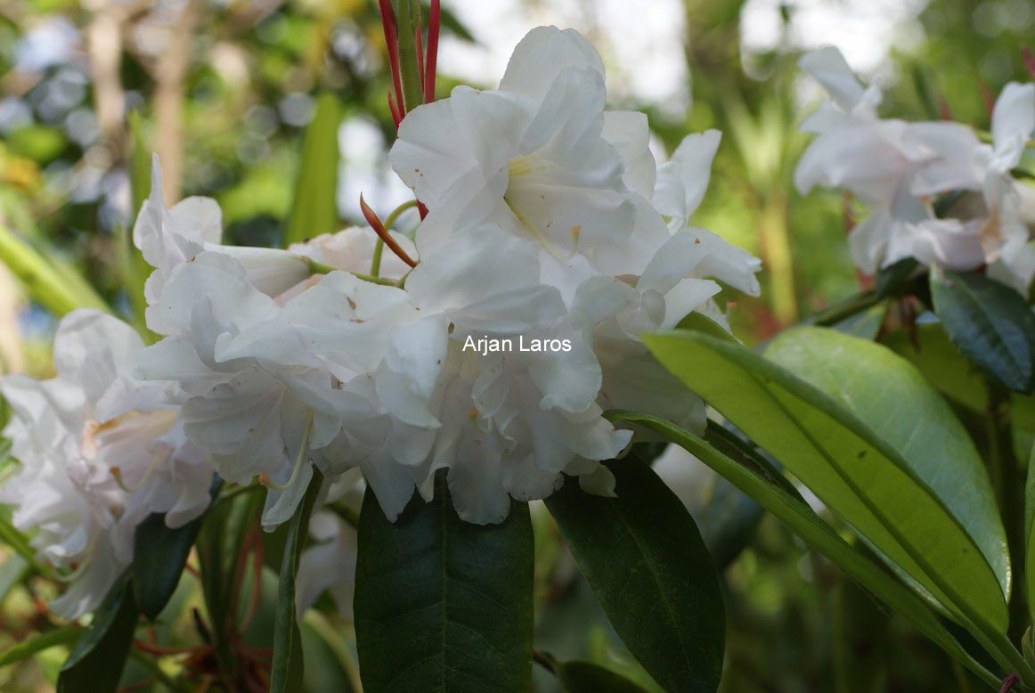 Rhododendron 'Queen Anne'