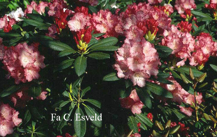 Rhododendron 'Rendezvous'