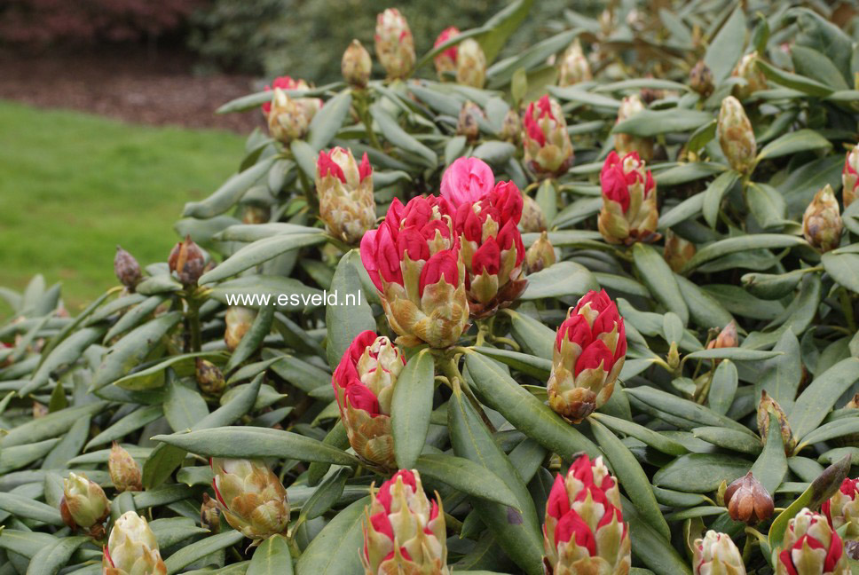 Rhododendron 'Renoir'