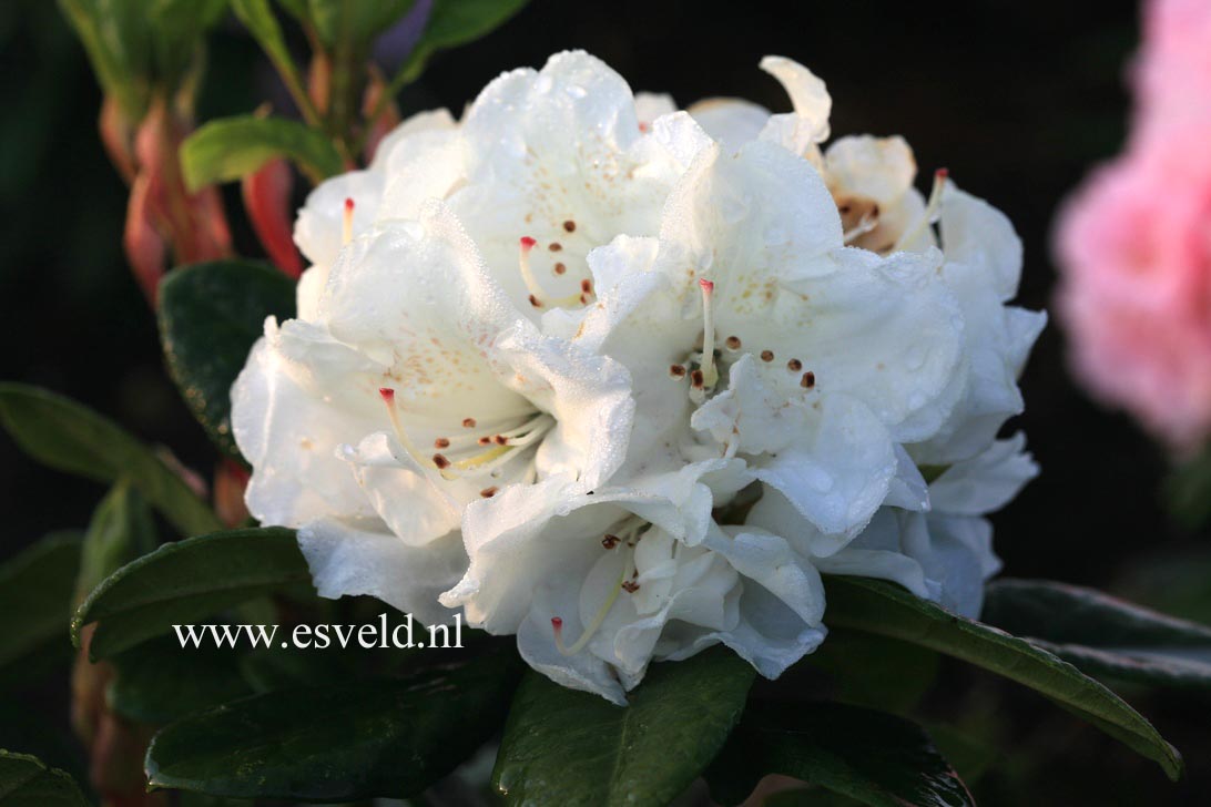 Rhododendron 'Robert Korn'