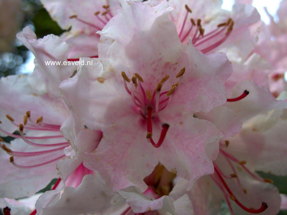 Rhododendron 'Rosa Mundi'
