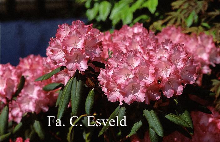 Rhododendron 'Rosarka'