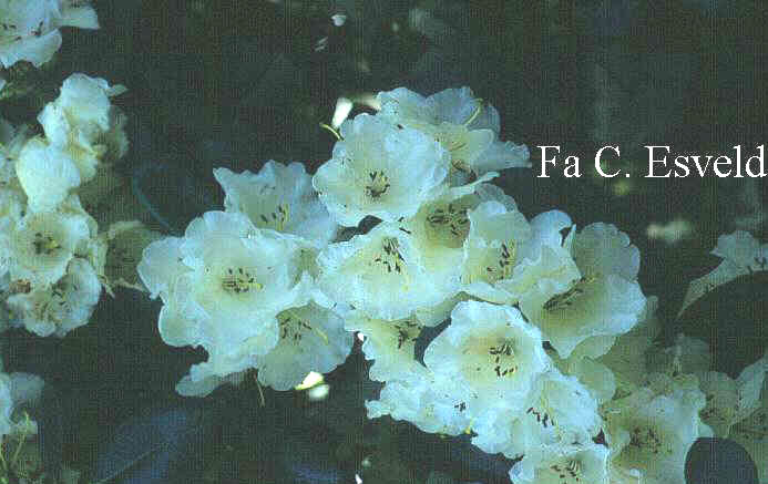 Rhododendron 'Rothenburg'