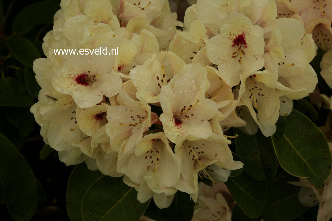 Rhododendron 'Rudolf Heinemann'