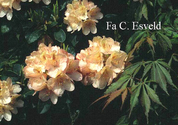 Rhododendron 'Sandrino'