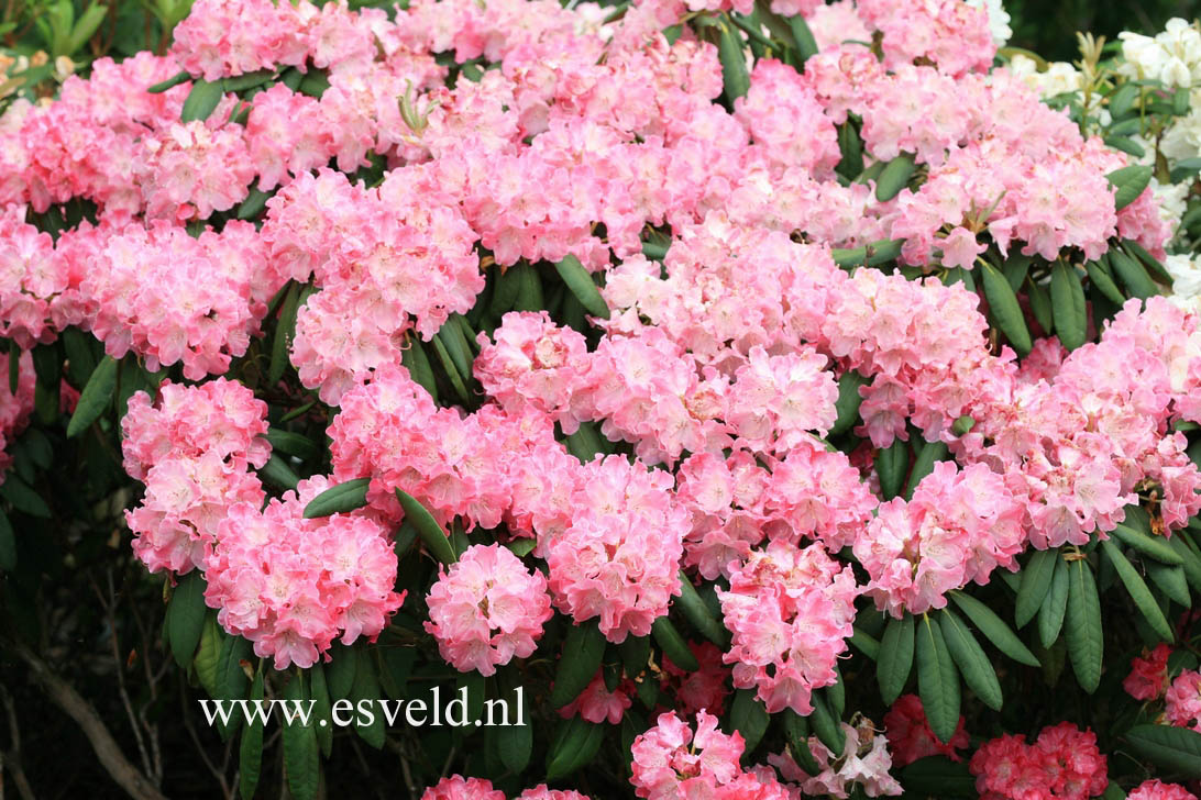 Rhododendron 'Santana'