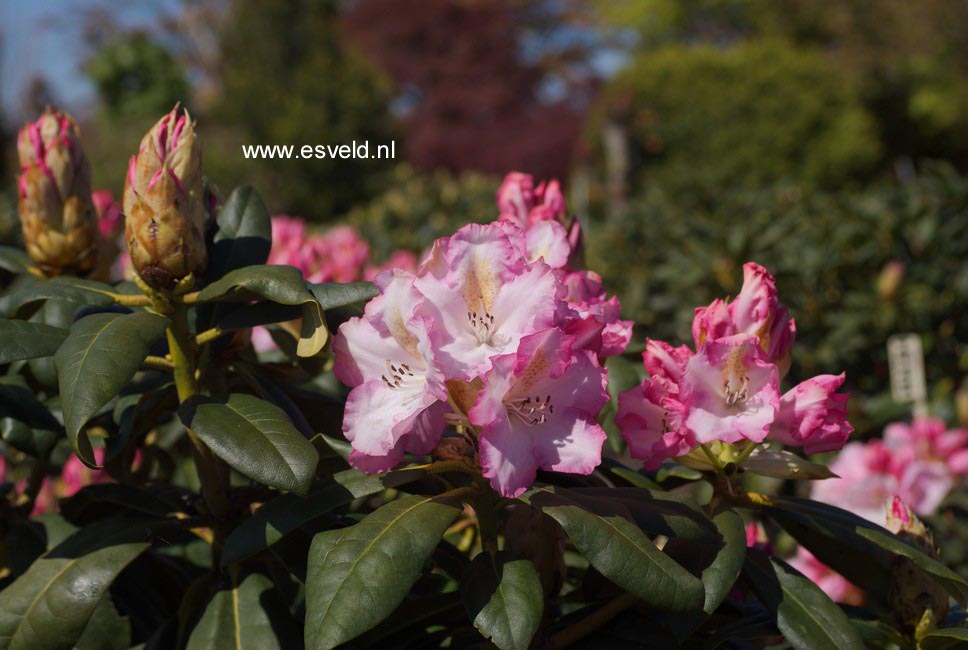 Rhododendron 'Saskia'