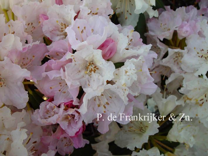 Rhododendron 'Schneewolke'