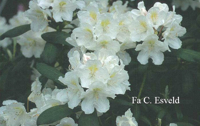 Rhododendron 'Schwanensee'