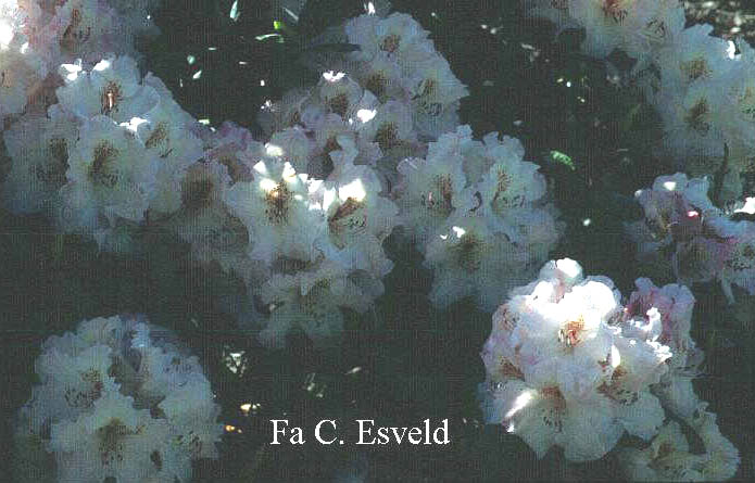 Rhododendron 'Simona'