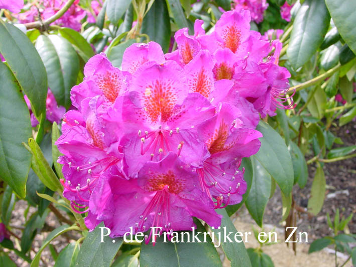 Rhododendron 'Sir Thomas Sebright'