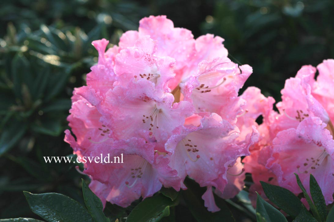 Rhododendron 'Solidarity'