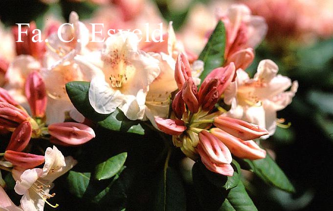 Rhododendron 'Souvenir of W.C. Slocock'