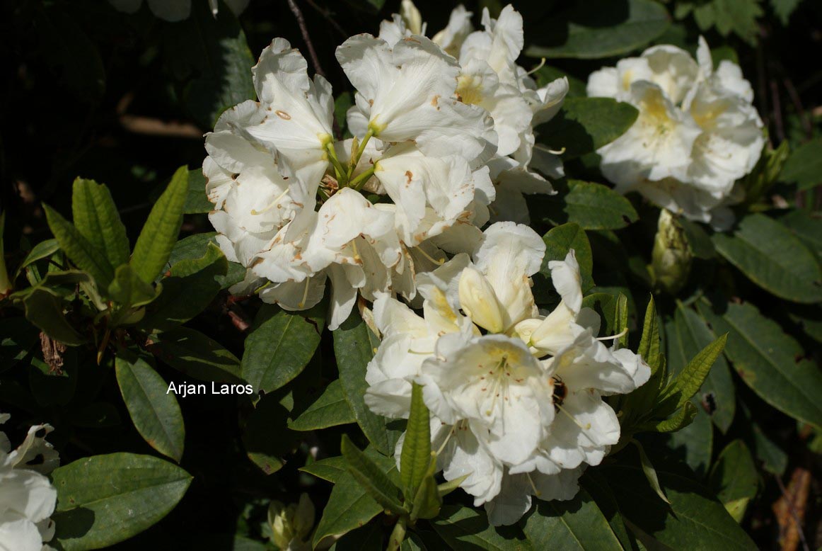 Rhododendron 'Spiegelei'